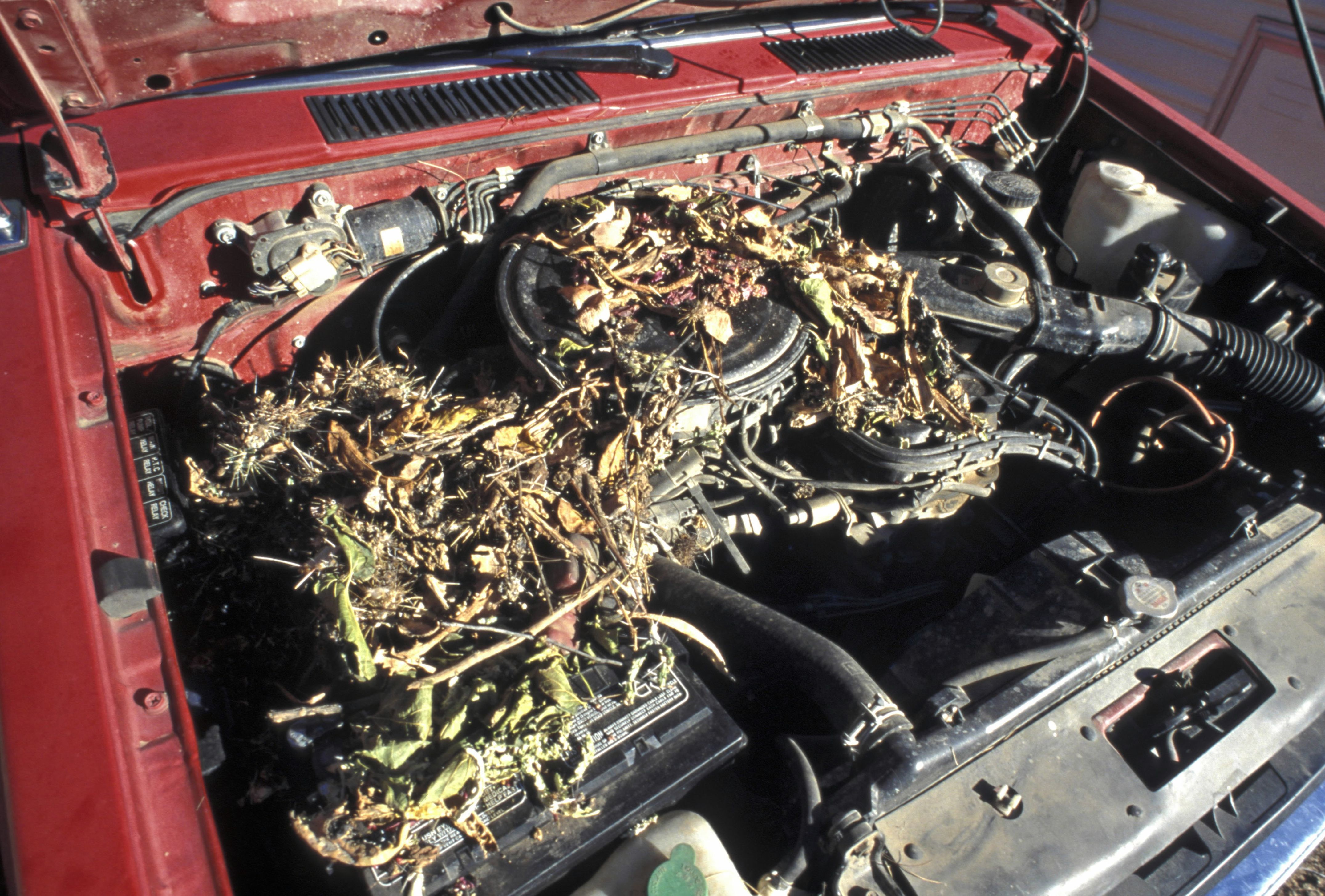 Is Rat Damage Covered By Car Insurance? ford wiring basics 