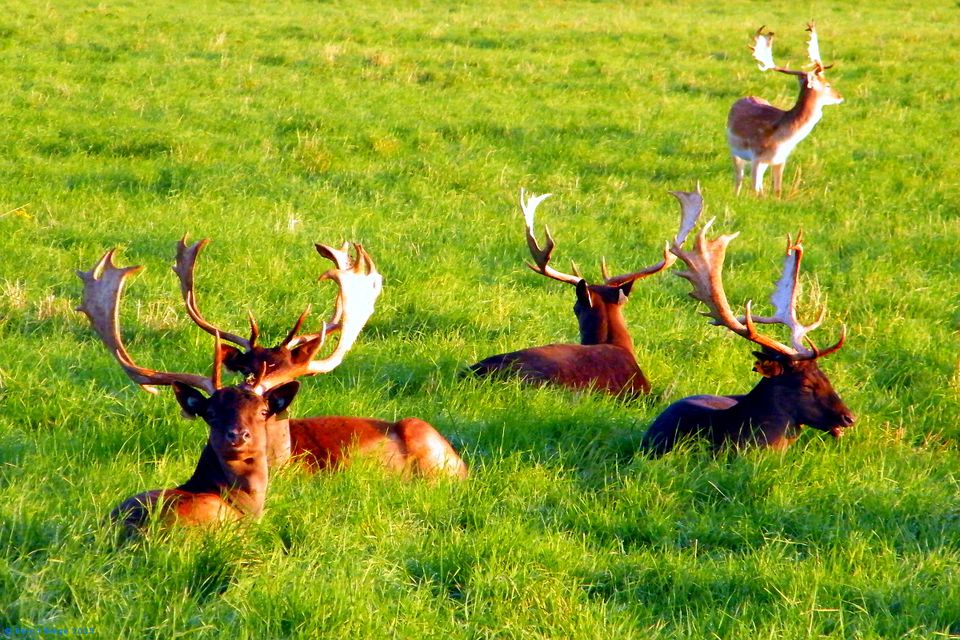 ireland-s-dangerous-animals