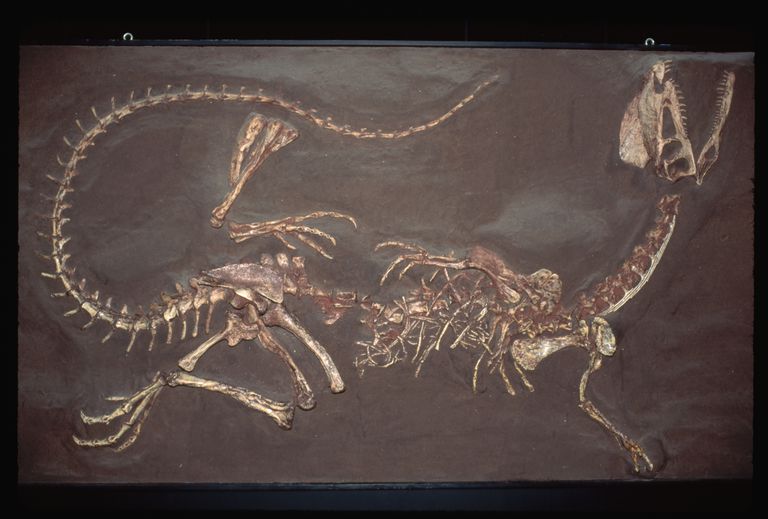 dinosaur that can spit venom