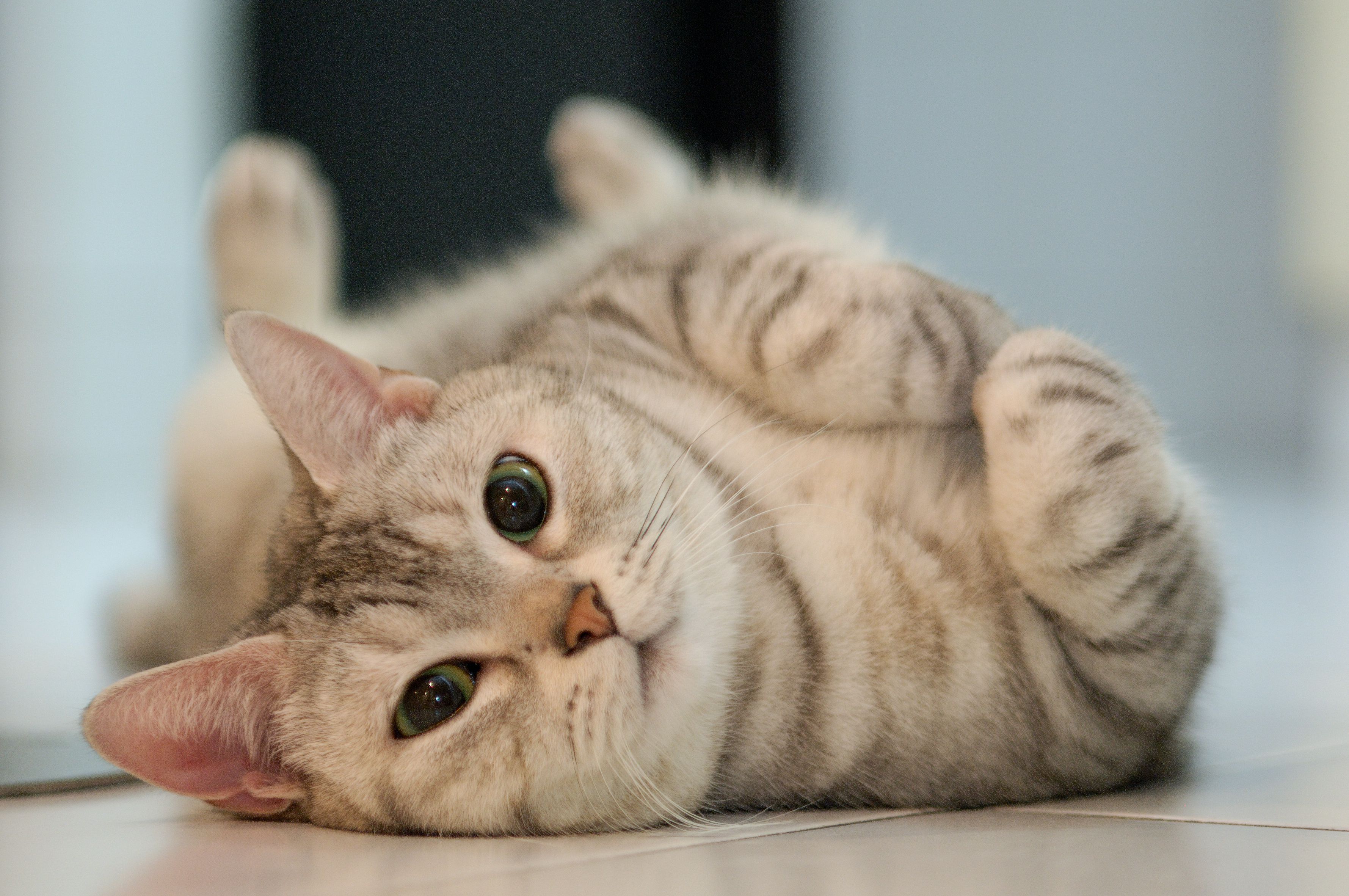 10 Weird Cat Behaviors and Quirks Explained