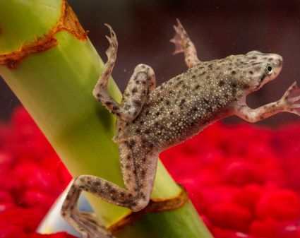 Introduction and Care of Pet White's Tree Frogs