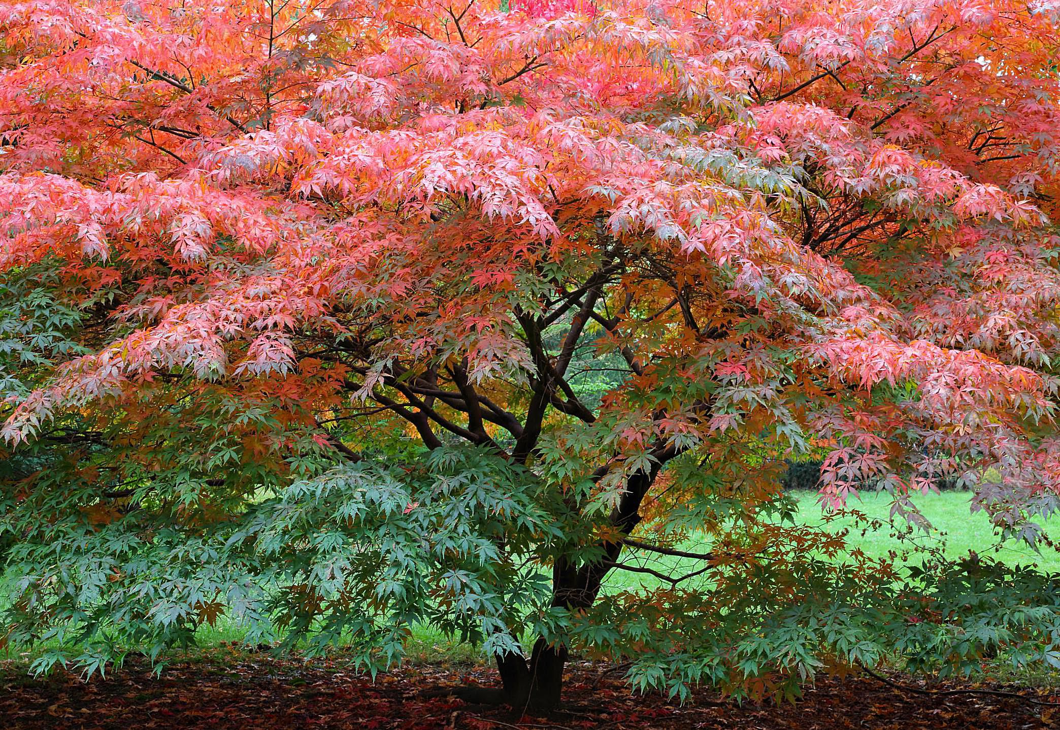 Growing the Japanese Maple in the Home Garden