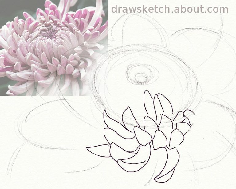 Learn How to Draw an Ogiku Chrysanthemum Bloom