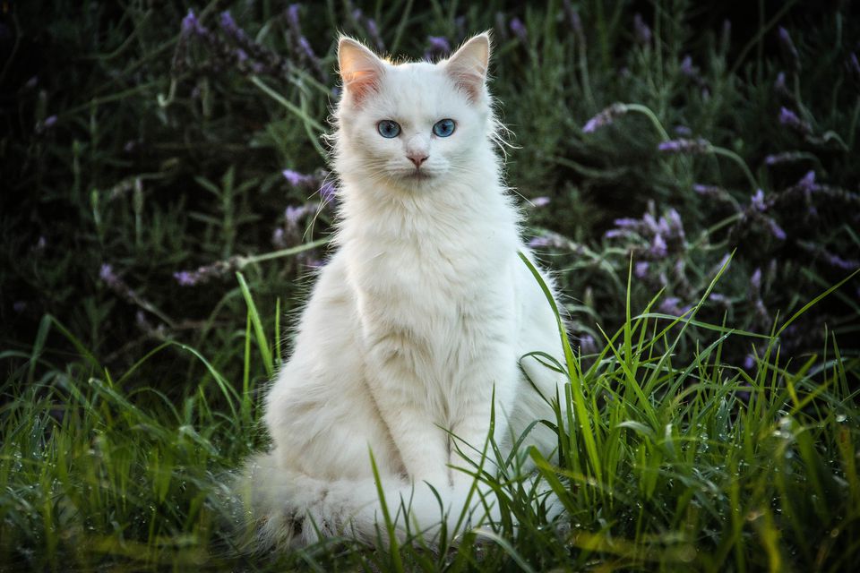 White Cats Features and Health Issues