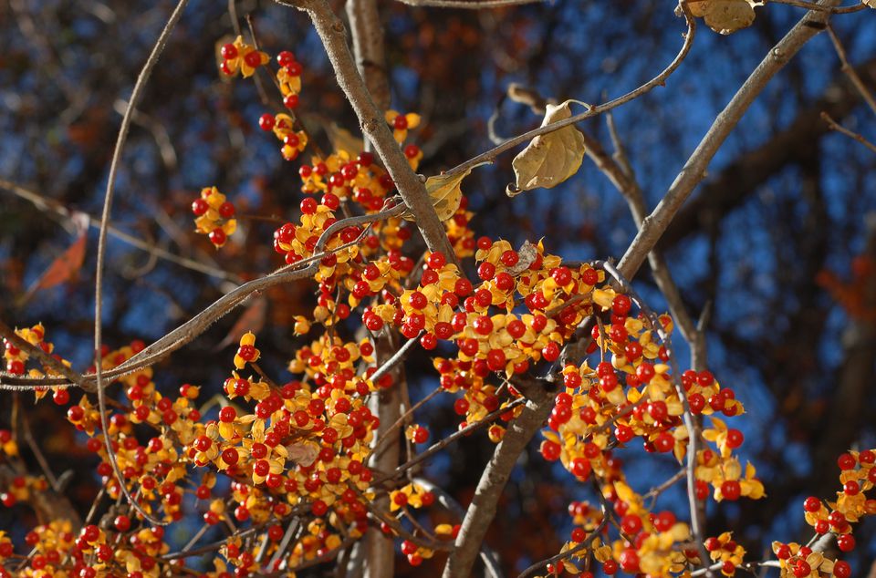 Image: fall berries of bittersweet vine.