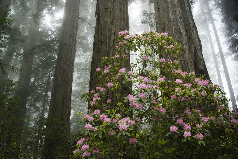 Rhododendrens blooming near Damnation Creek at Del Norte Coast Redwoods State Park in Northern California