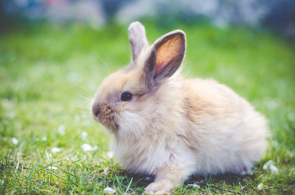 How to Prevent and Treat Rabbit Ileus / GI Stasis