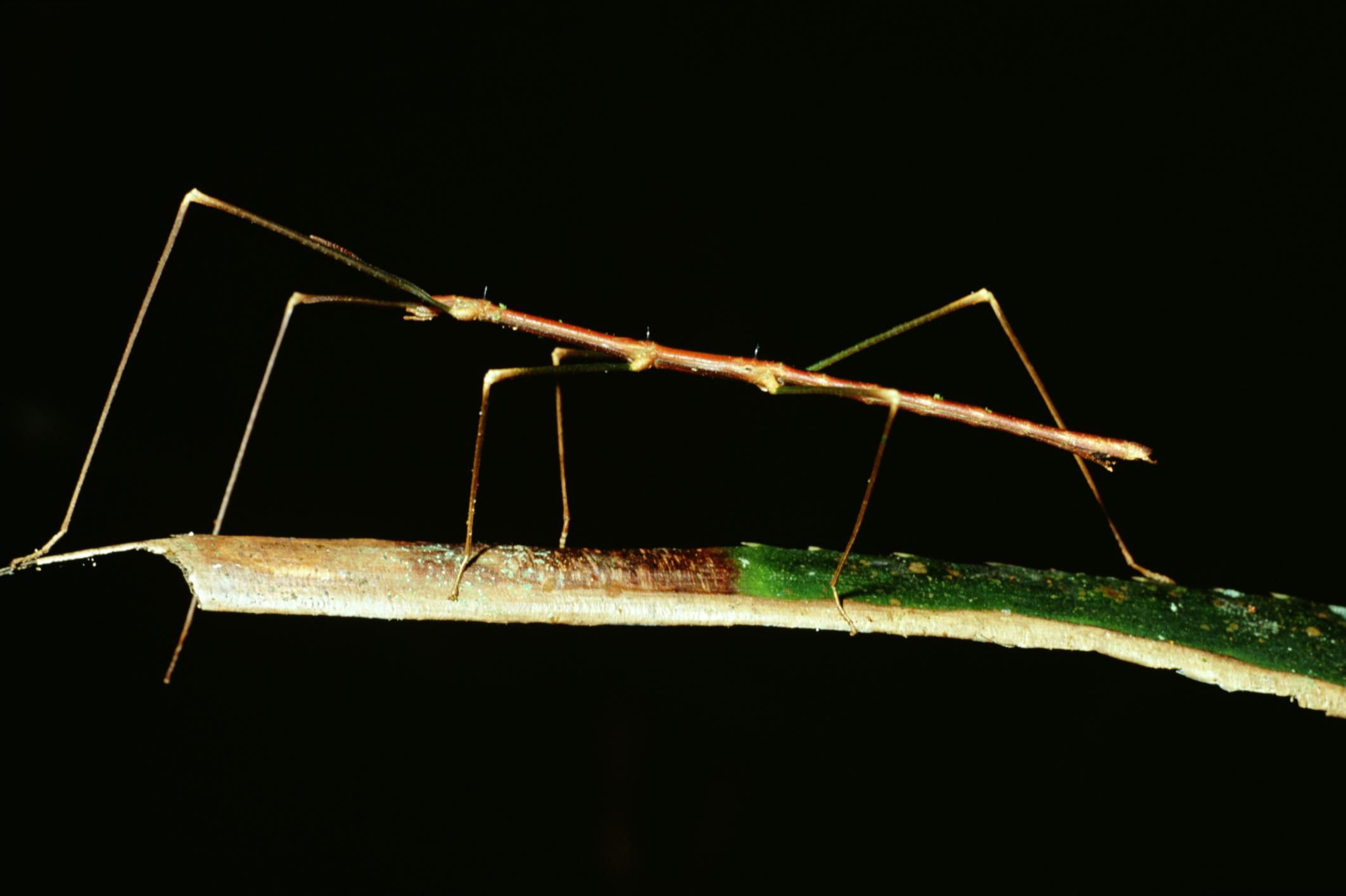 10-fascinating-facts-about-stick-insects