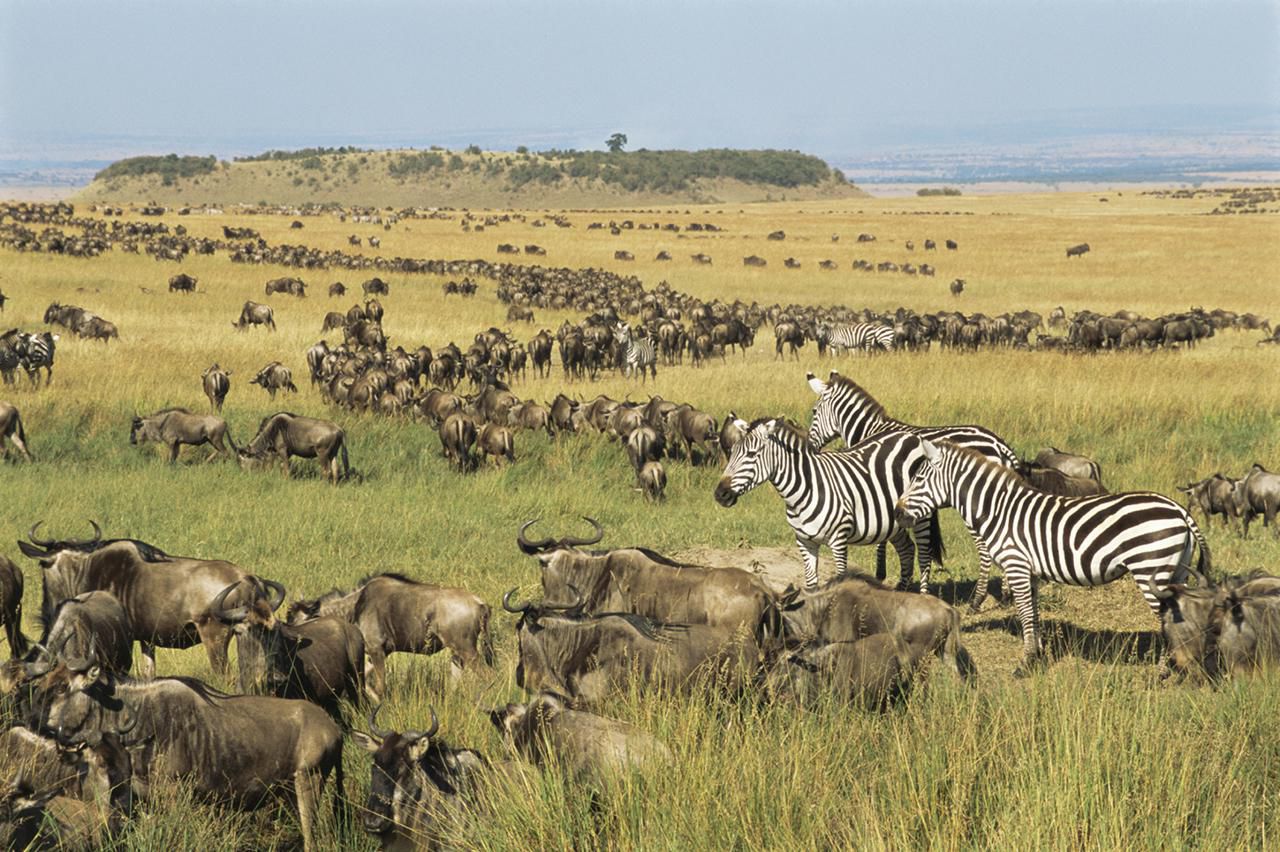 How to Experience East Africa's Annual Great Migration