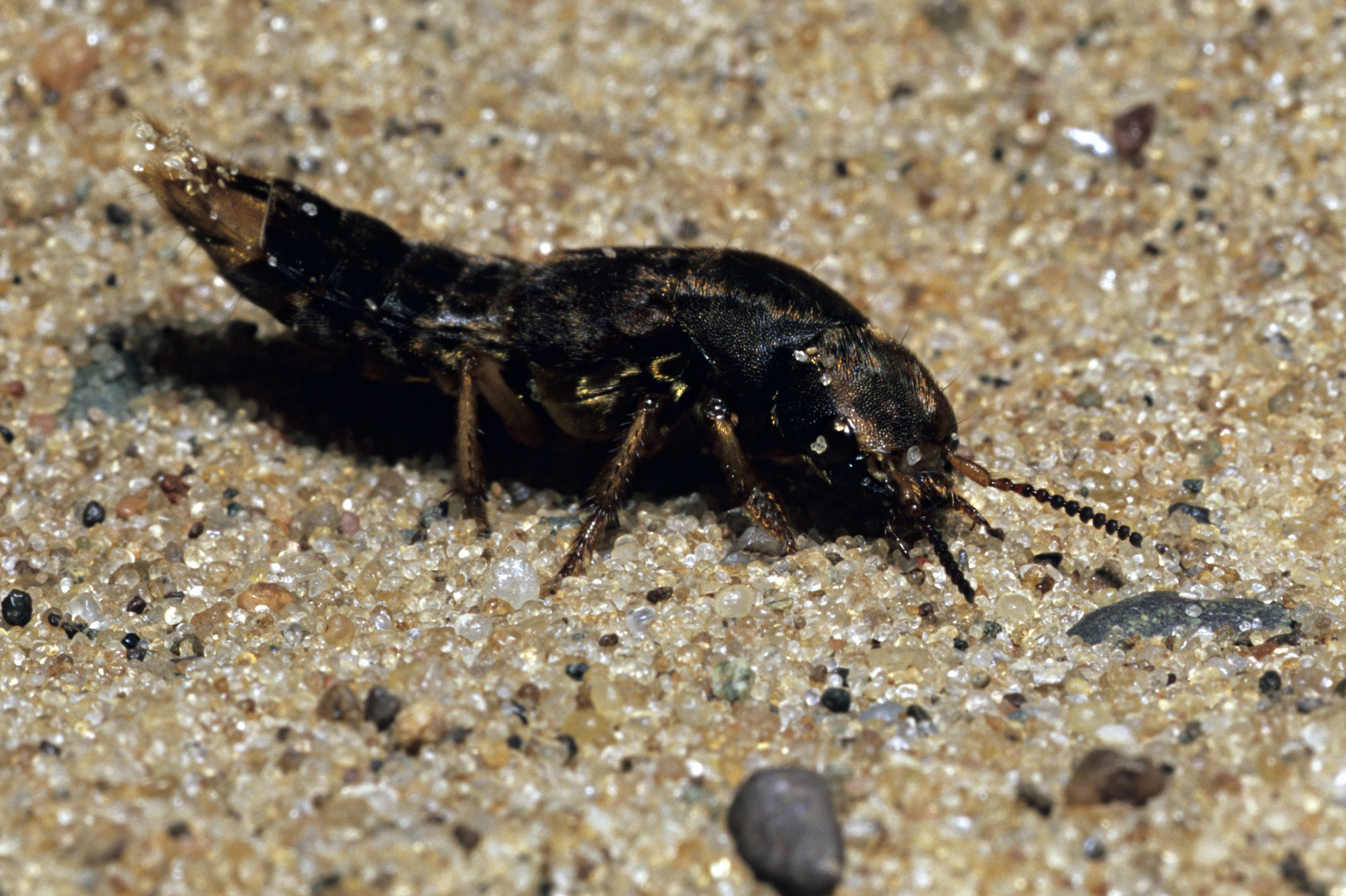 Habits And Traits Of Rove Beetles, Family Staphylinidae