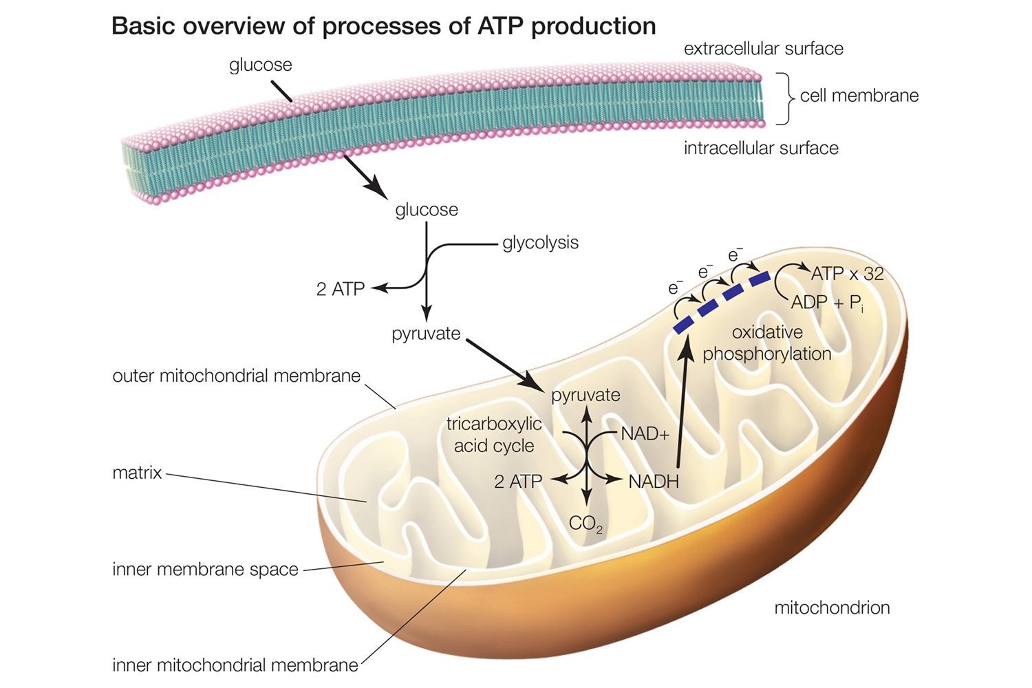 Cellular Respiration Glycolysis, Citric Acid Cycle