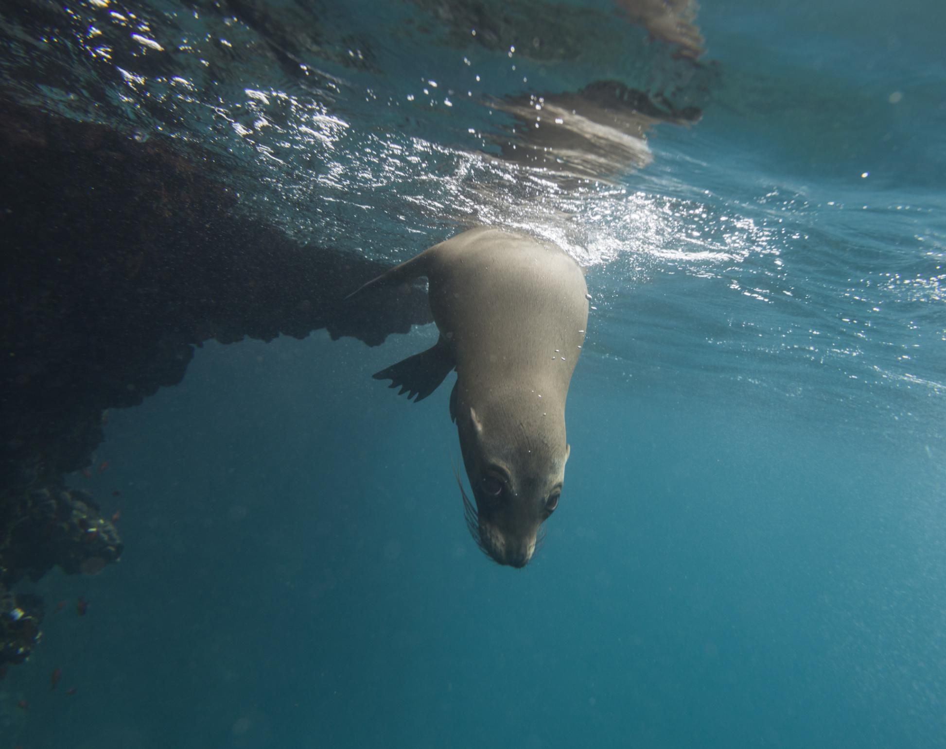 the-pros-and-cons-of-becoming-a-zoologist-or-marine-biologist-mudfooted