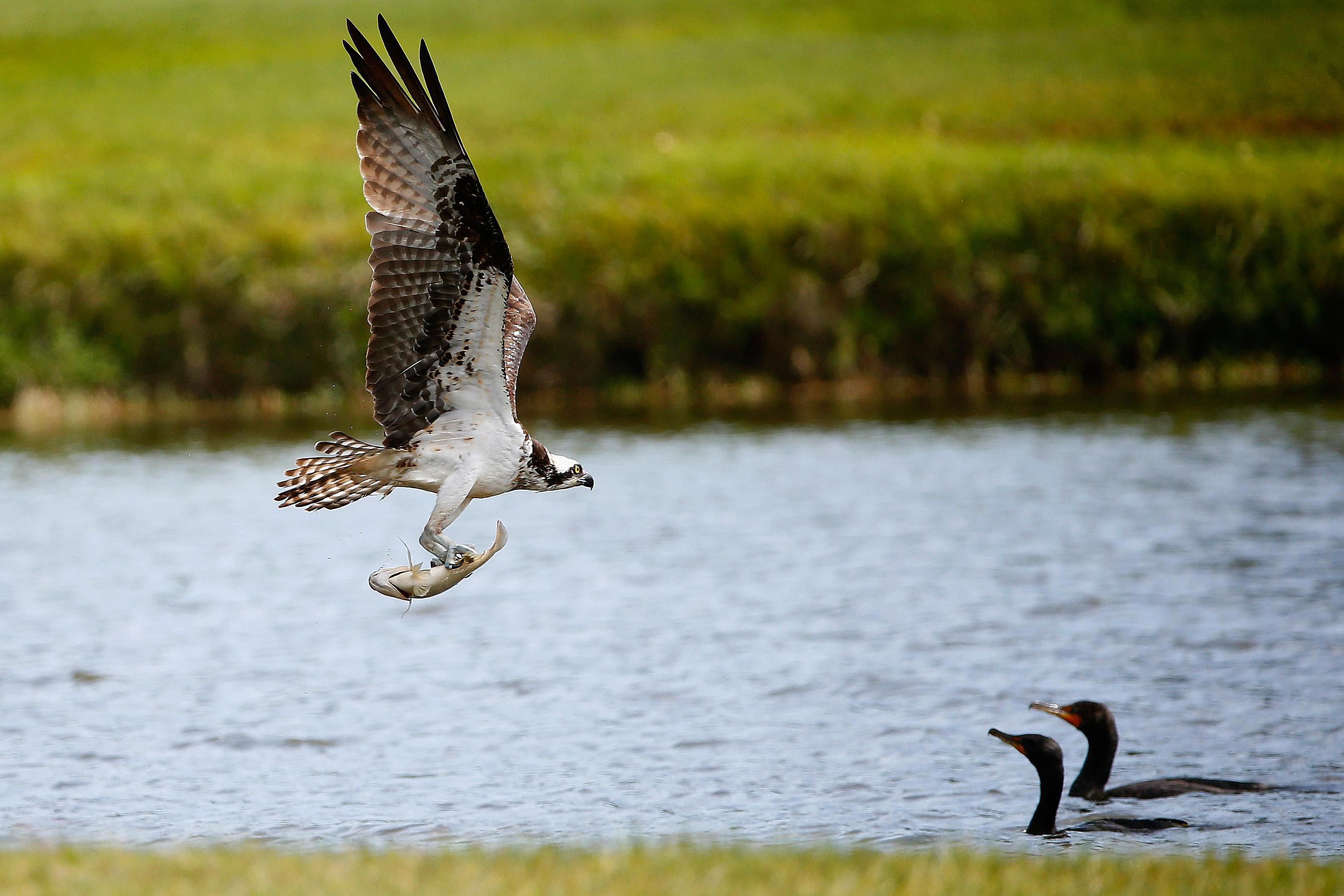 career-profile-of-wildlife-biologists