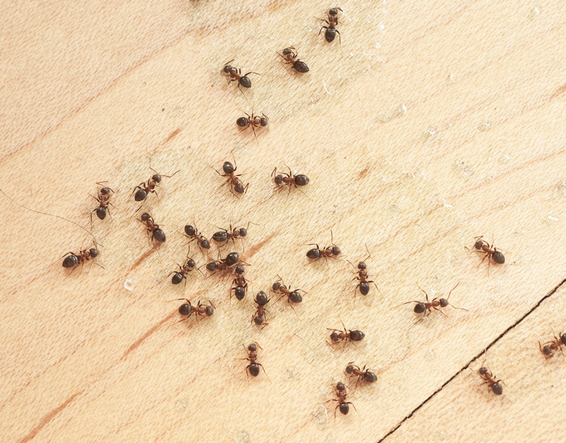 Ants On Wodden Floor Top View Mit Ameisengift 184847542 595bd7e85f9b58843f43fbd9 