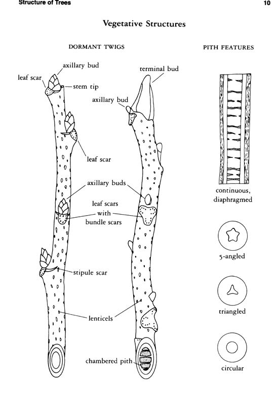 Dormant Tree Identification Gallery