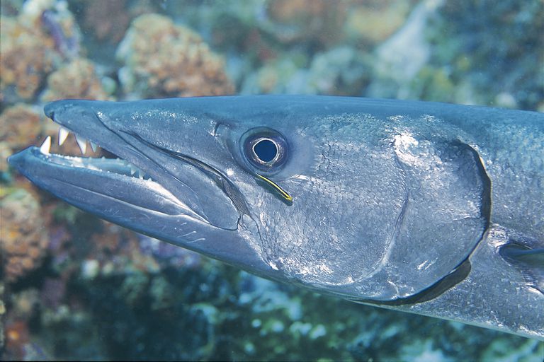 8 Fascinating Facts About Barracuda