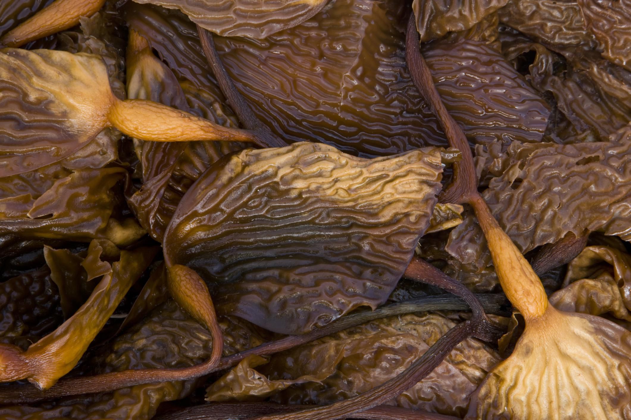 three-types-of-marine-algae-seaweed