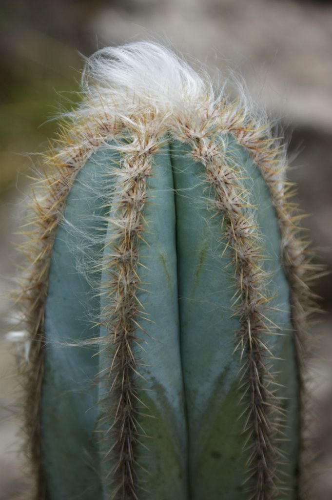 Tips for Growing Pilosocereus Cacti
