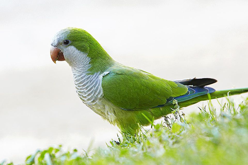 interesting-facts-about-quaker-parrots