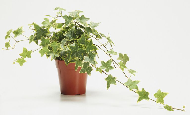 English Ivy