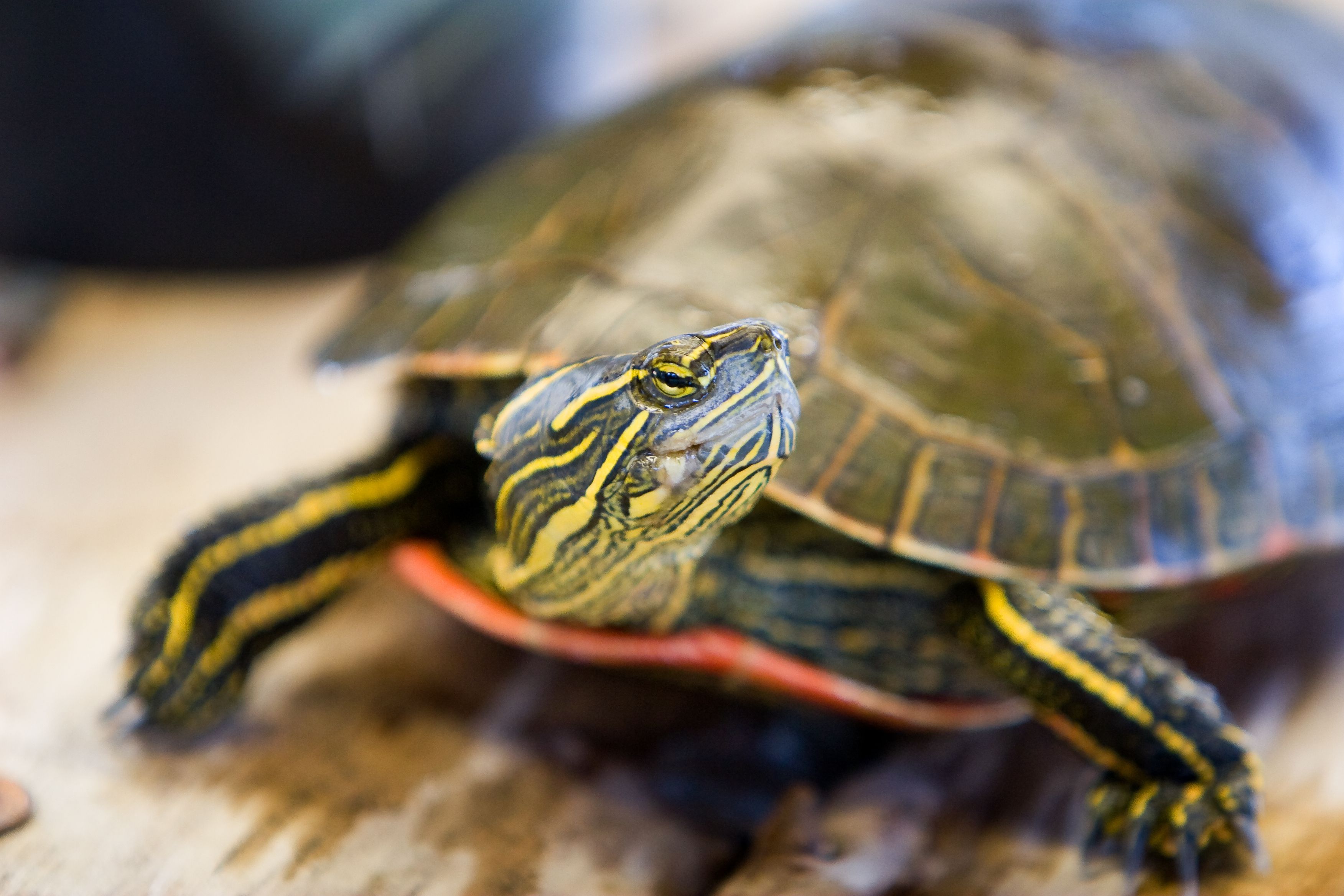 should-you-keep-a-wild-turtle