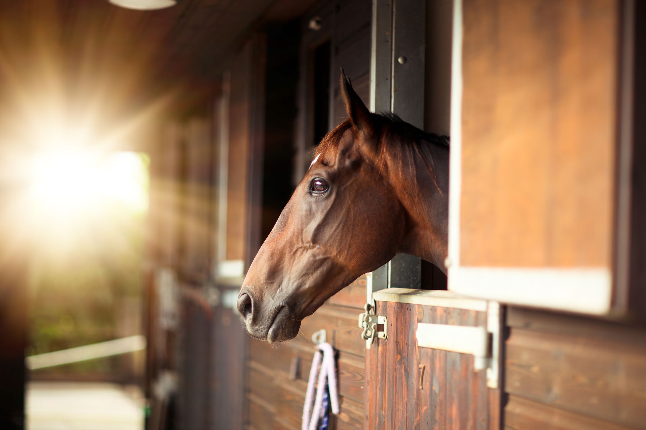 Livery Definition -- Glossary of Horse Terms