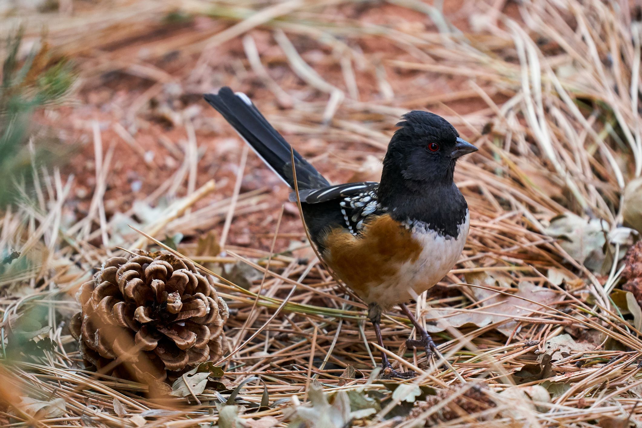 Are Birds the Reason You Feel Good in Nature?