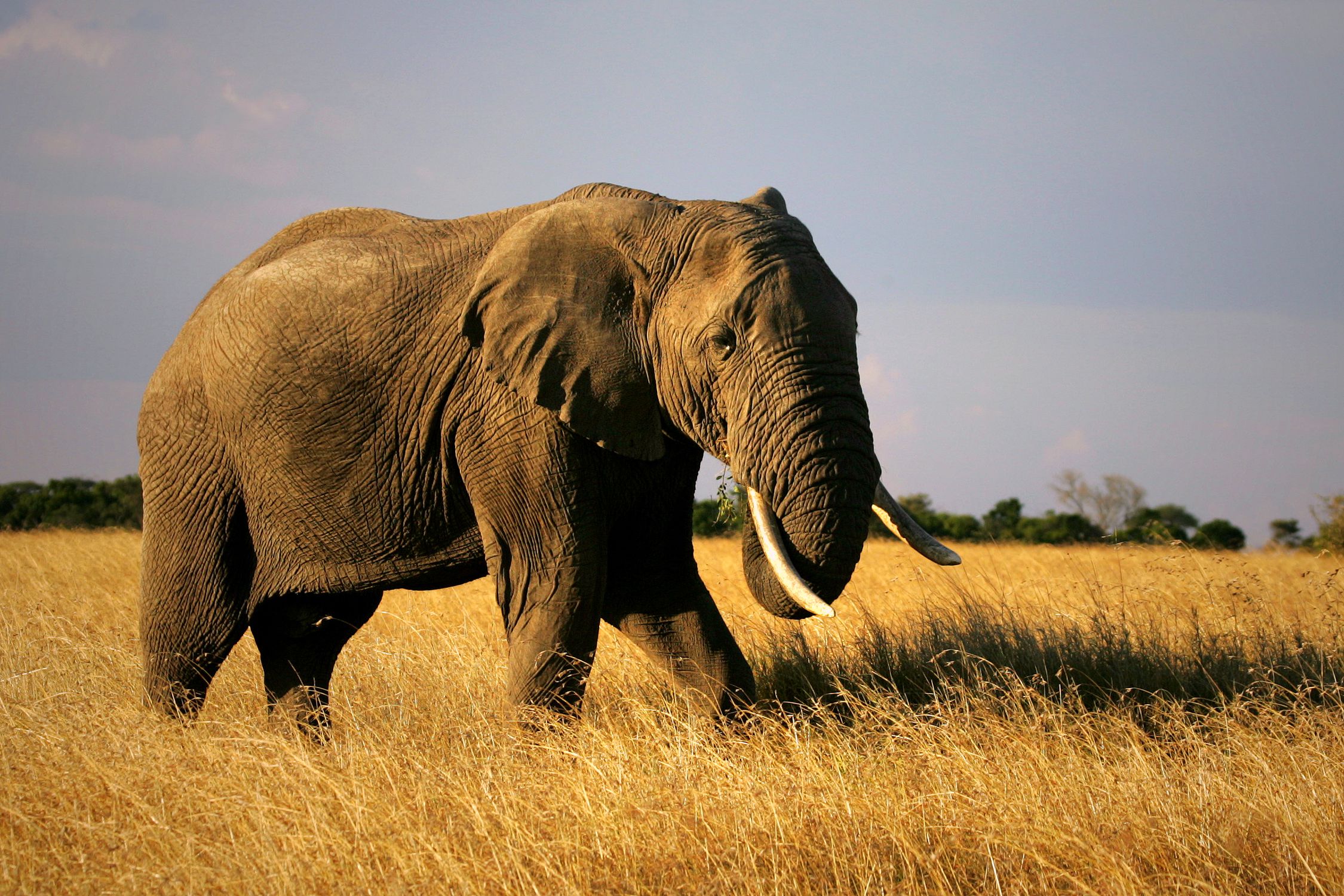 African Elephant - Loxodonta africana