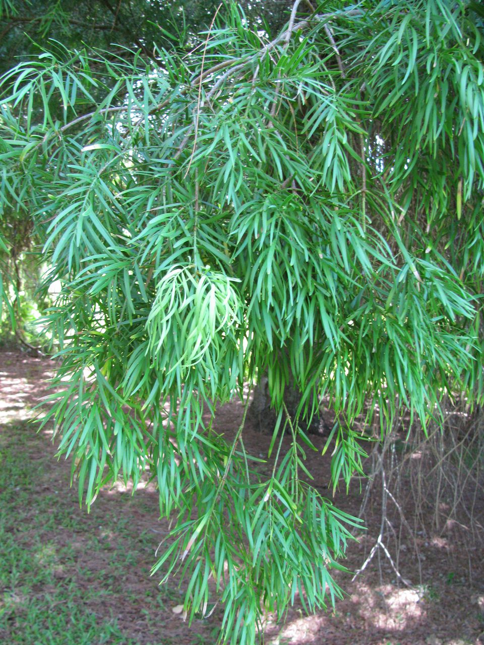 Fern Pine (podocarpus Gracilior) Growing Facts