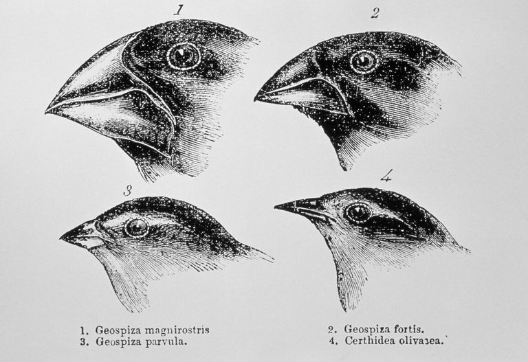 diagram of beaks of galapagos finches by darwin 680797771 58ee5b815f9b582c4db17ebc