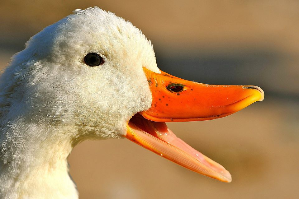do a duck