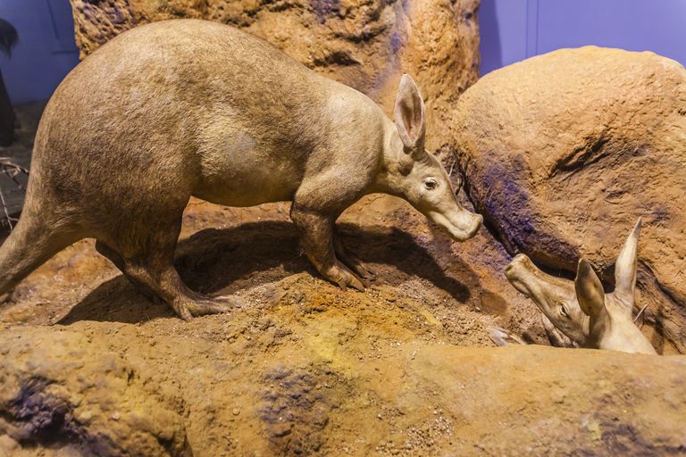 10 Facts About Aardvarks