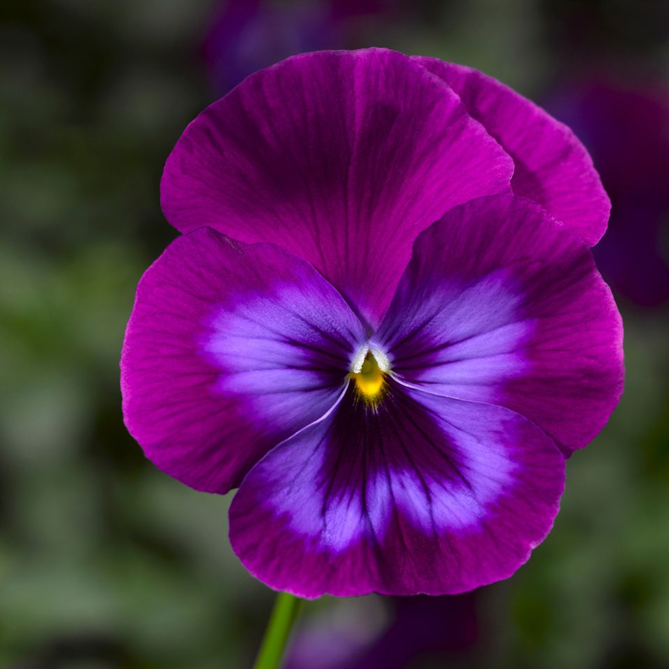 14 Pretty and Unusual Pansy Varieties