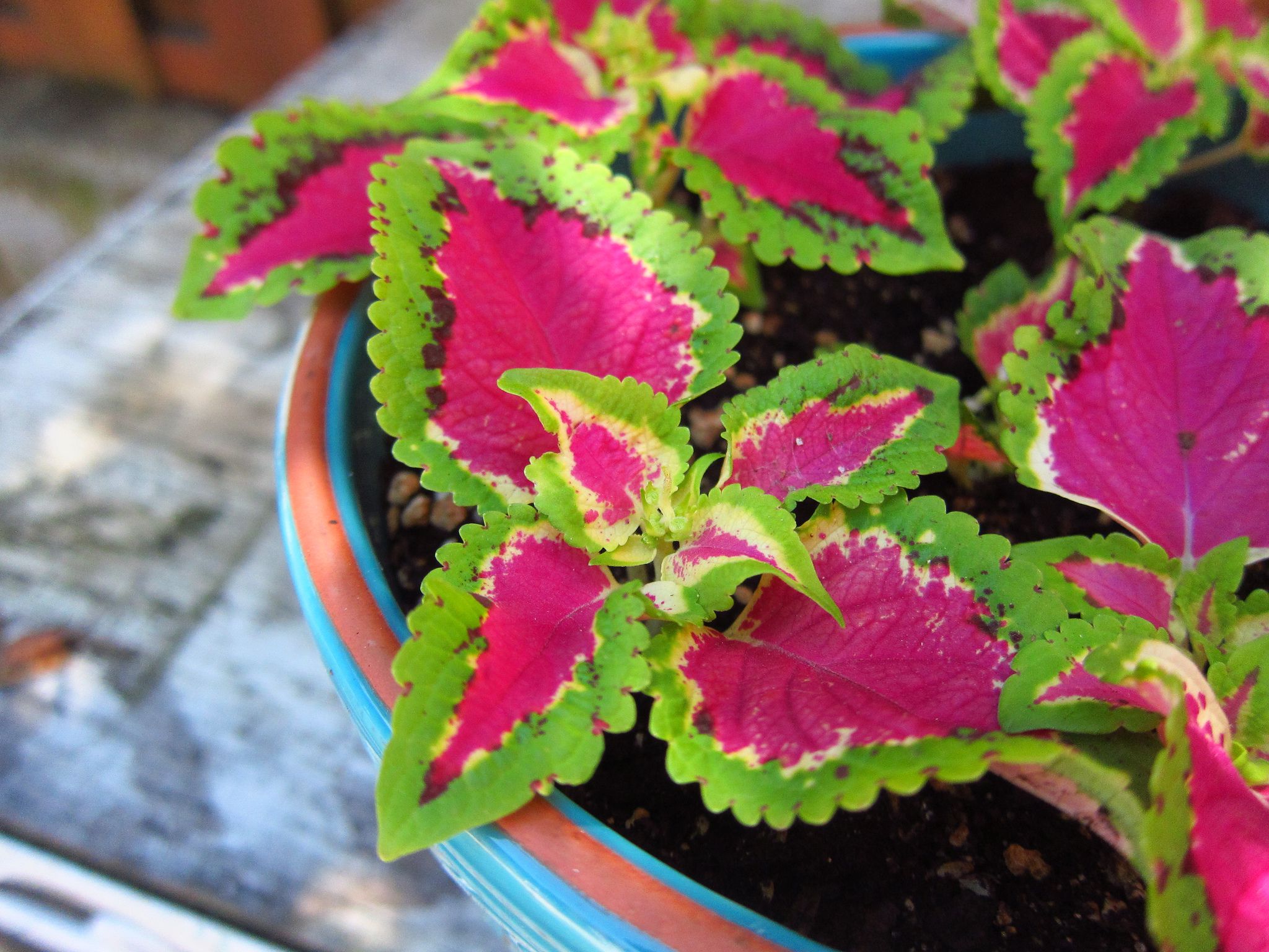 Top 10 Outdoor Plants That Thrive Indoors