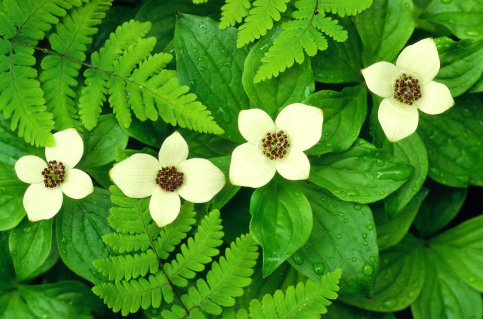 12 Great Perennials for Shade and How to Grow Them