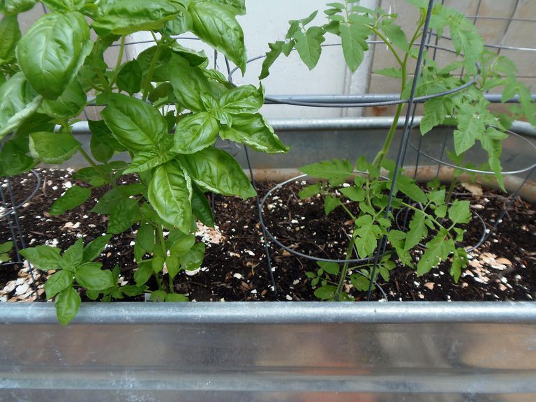 Winning Companion Plant Combinations