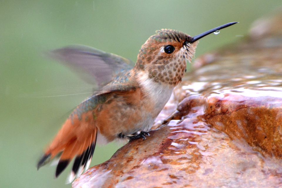 attract-hummingbirds-with-water