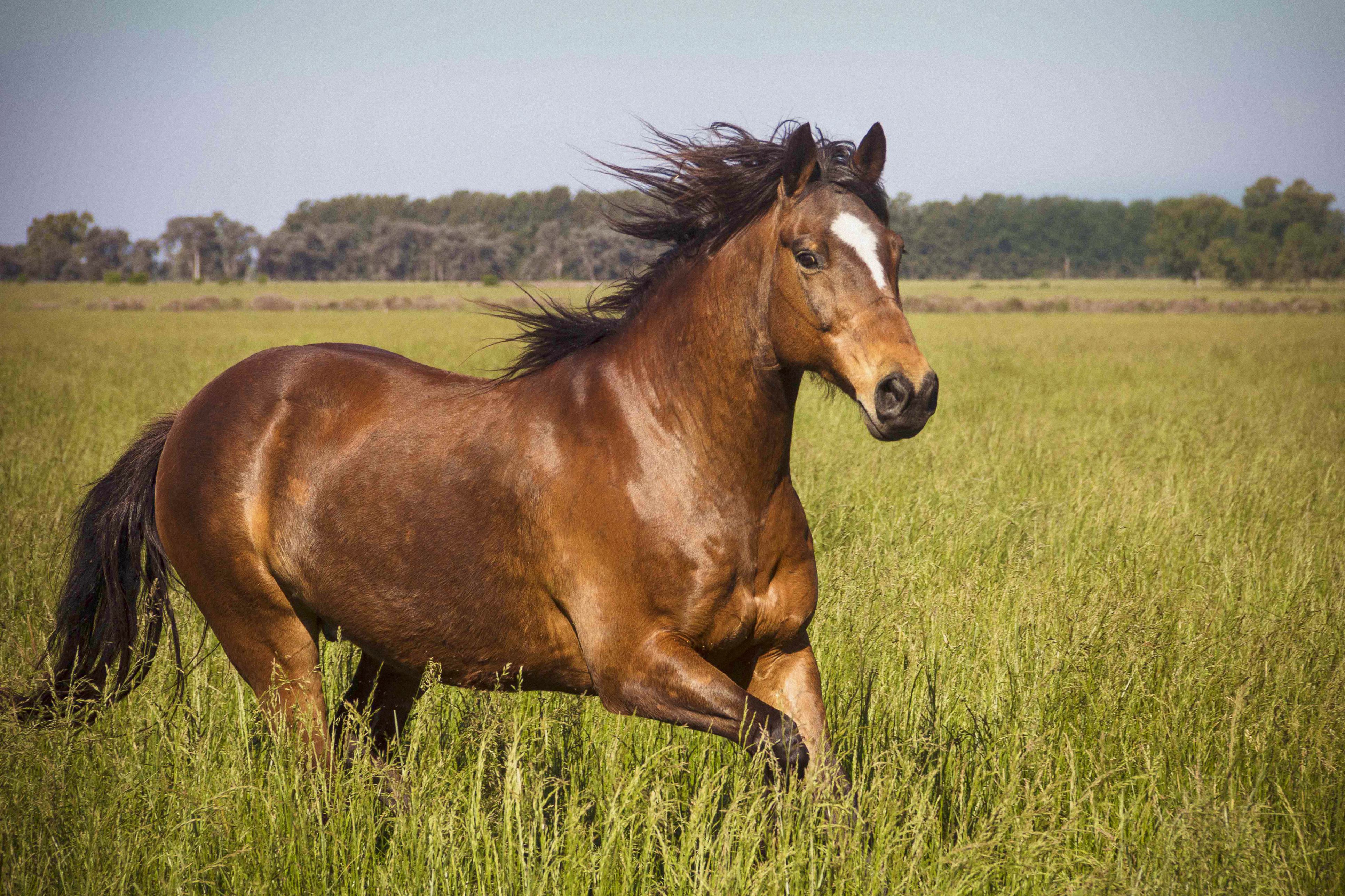 The Importance of Turnout for Your Horse