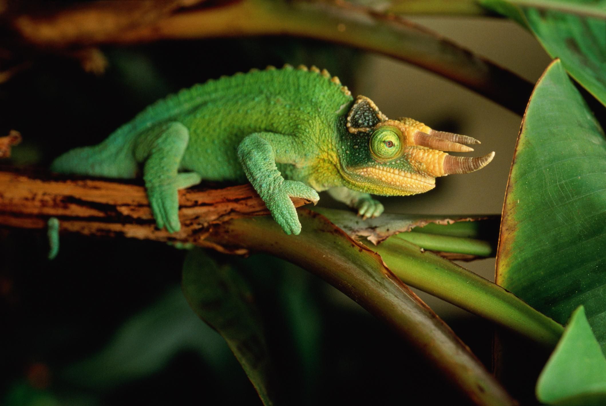 A Guide to Caring for Jackson's Chameleons as Pets
