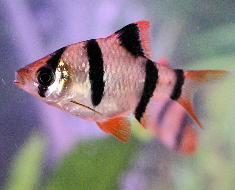 Tiger Barb - Barbus Tetrazona