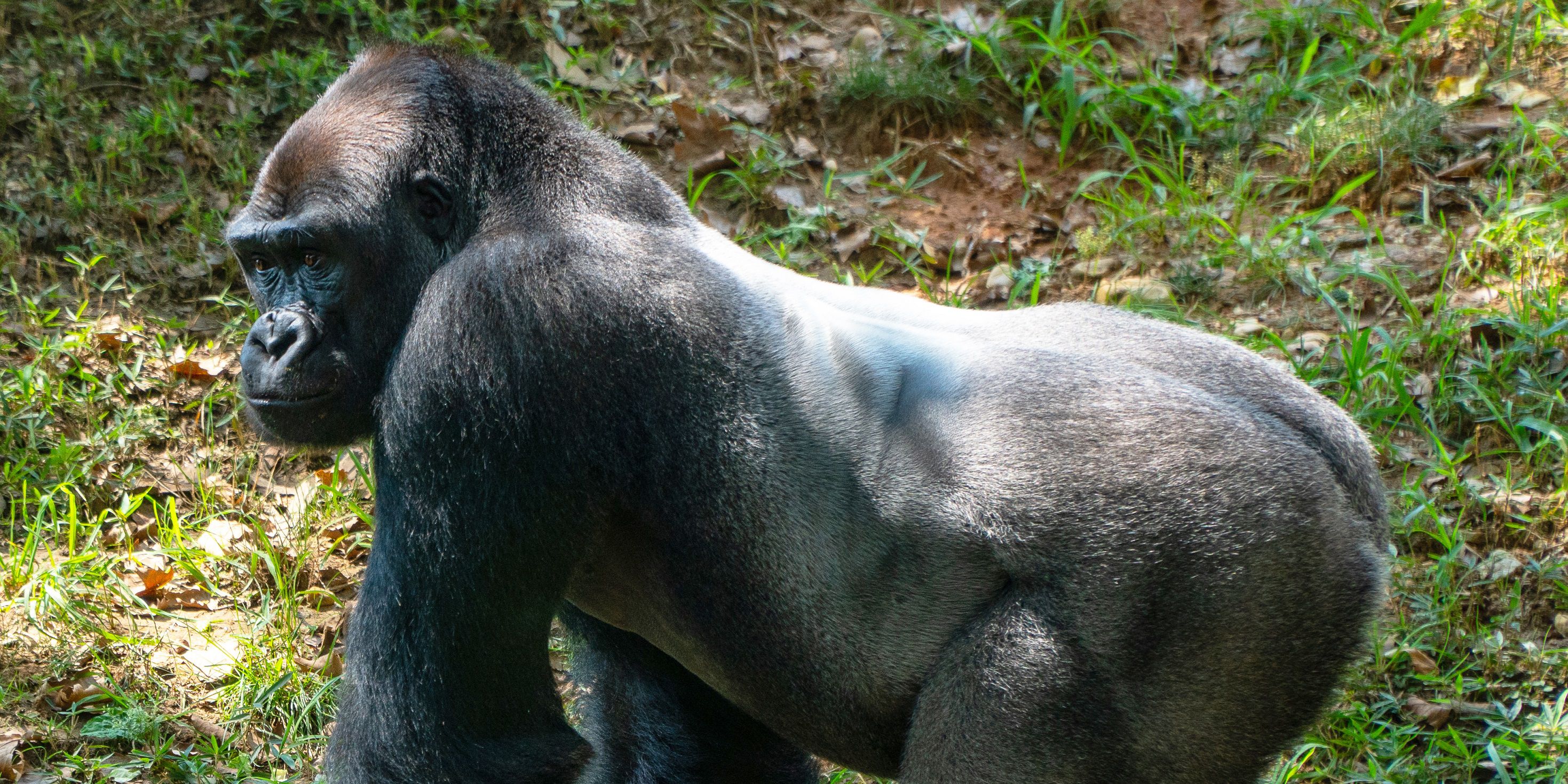Animal Species May Be Vulnerable to SARS-CoV-2