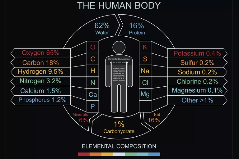 human-body-composition-59021b3c5f9b5810dc784933.jpg