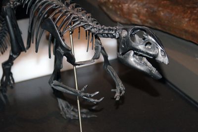 Pictures and Profiles of Therizinosaur Dinosaurs