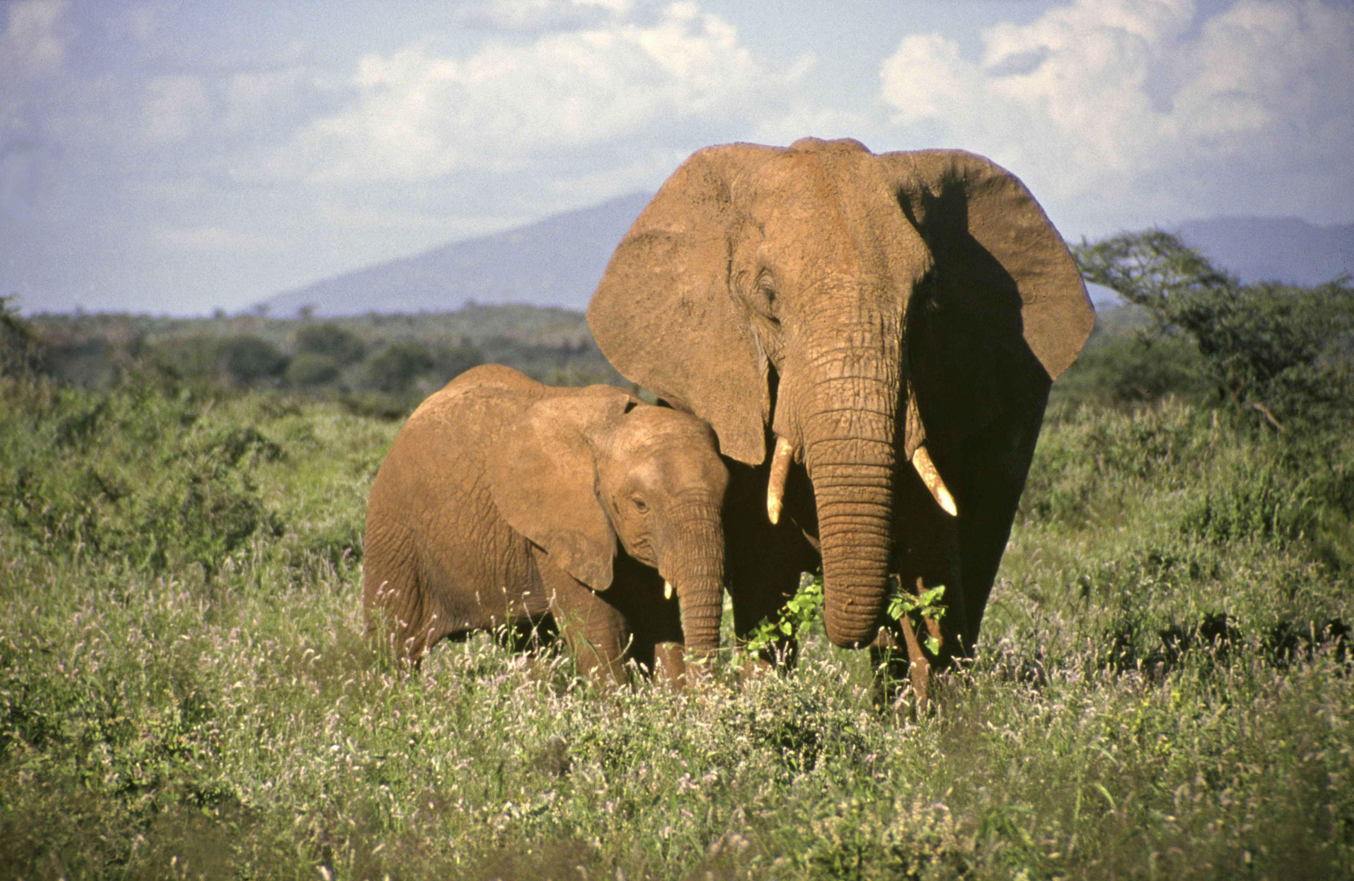 Information and Facts About Elephant Babies