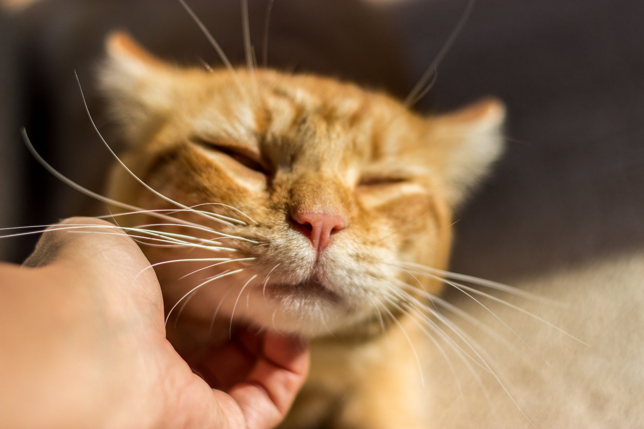 Feline Chin Acne Possible Causes, Signs, and Treatment
