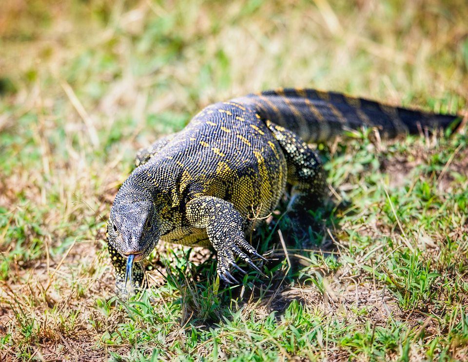 Nile Monitors - Care of Pet Nile Monitors