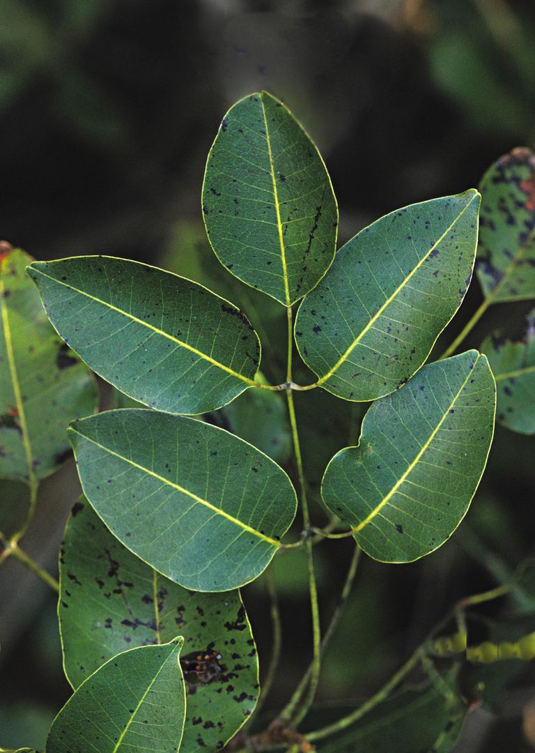 palmate-and-pinnate-compound-leaves