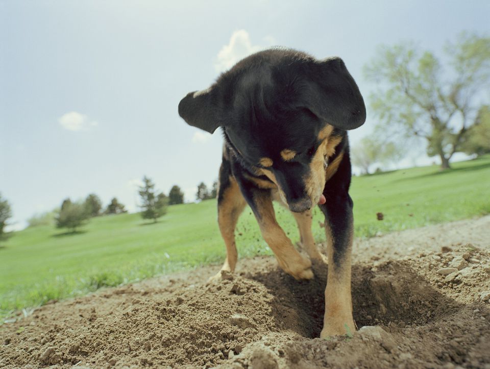 how-to-stop-your-puppy-from-digging