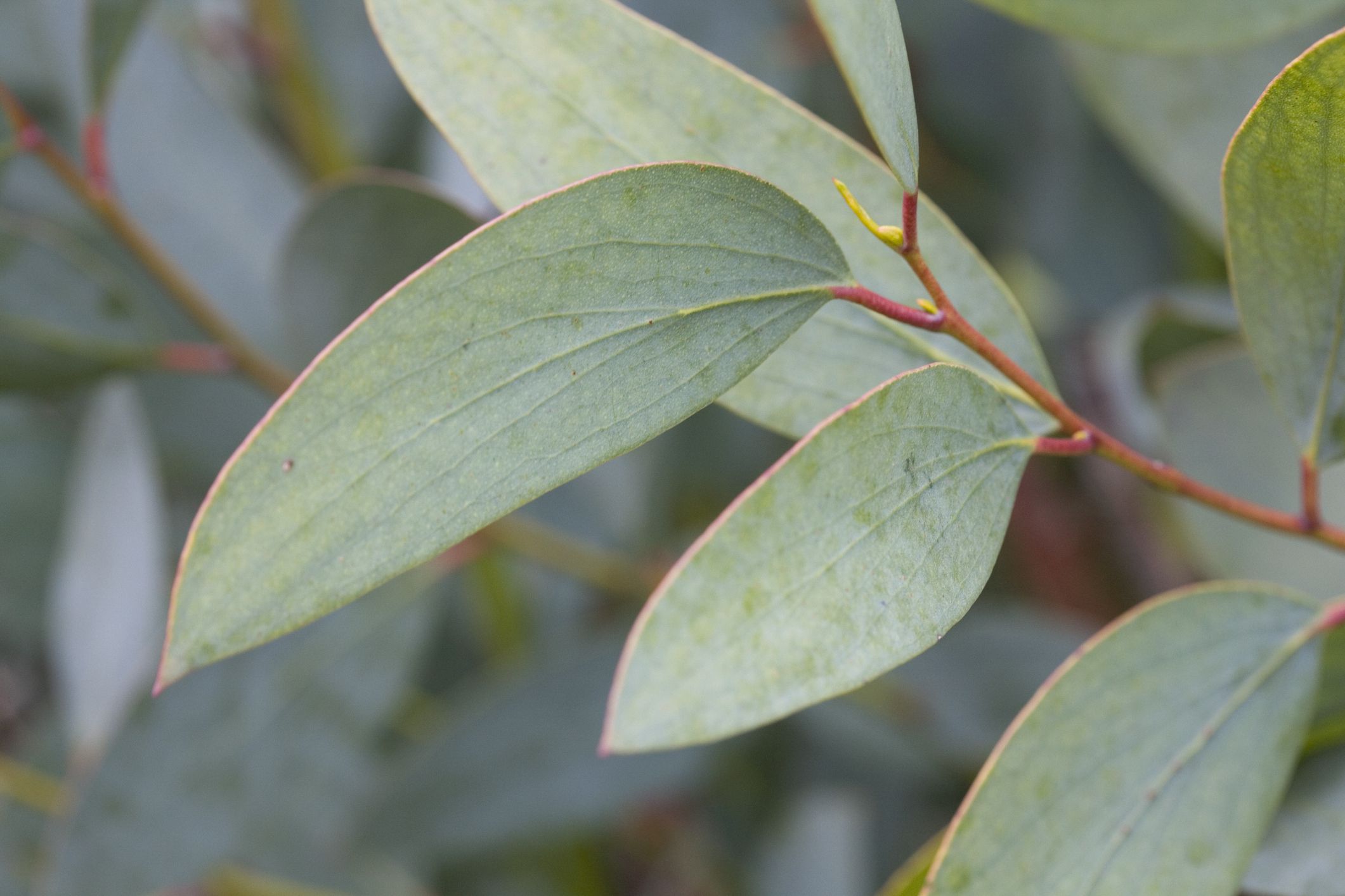 eucalyptus pauciflora subsp niphophila snow gum 126561695 5888fbb55f9b5874ee75c907
