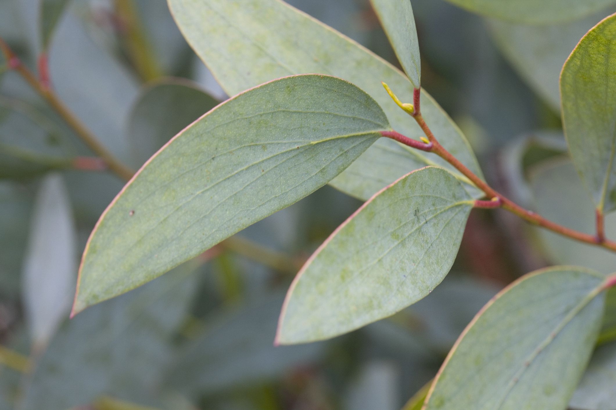 How To Grow And Use The Eucalyptus Plant